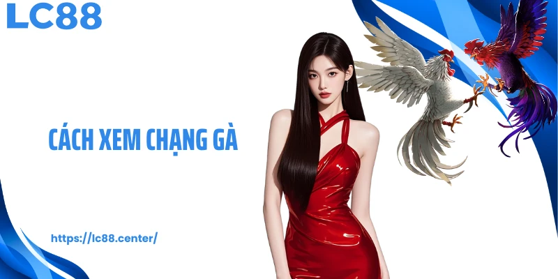 cách xem chạng gà